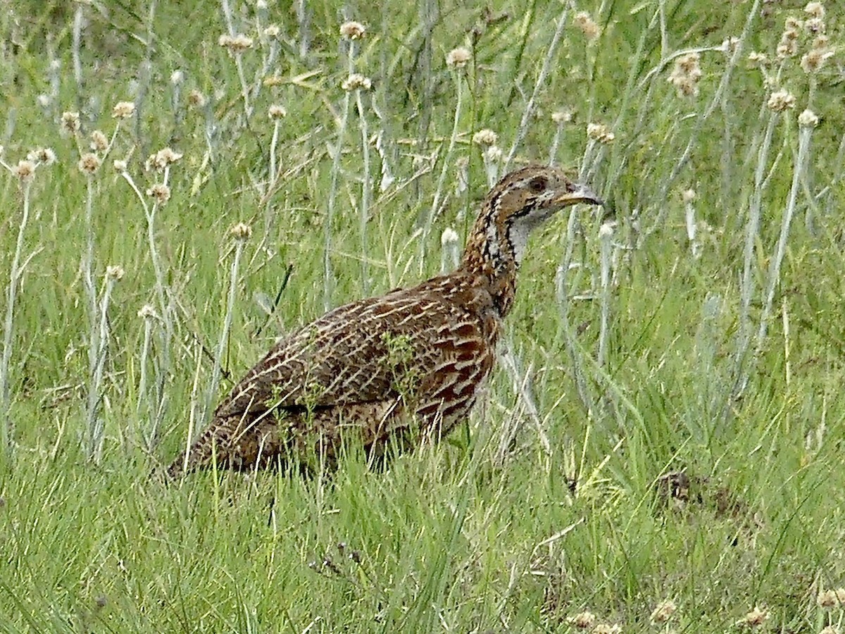 frankolín čárkoprsý - ML646363722