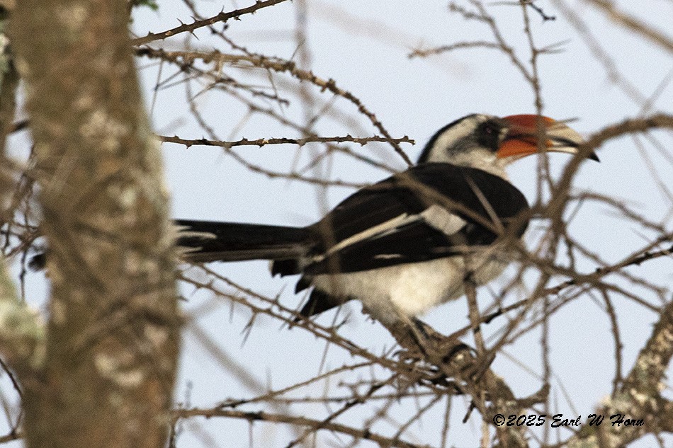 Von der Decken's Hornbill - ML646363723