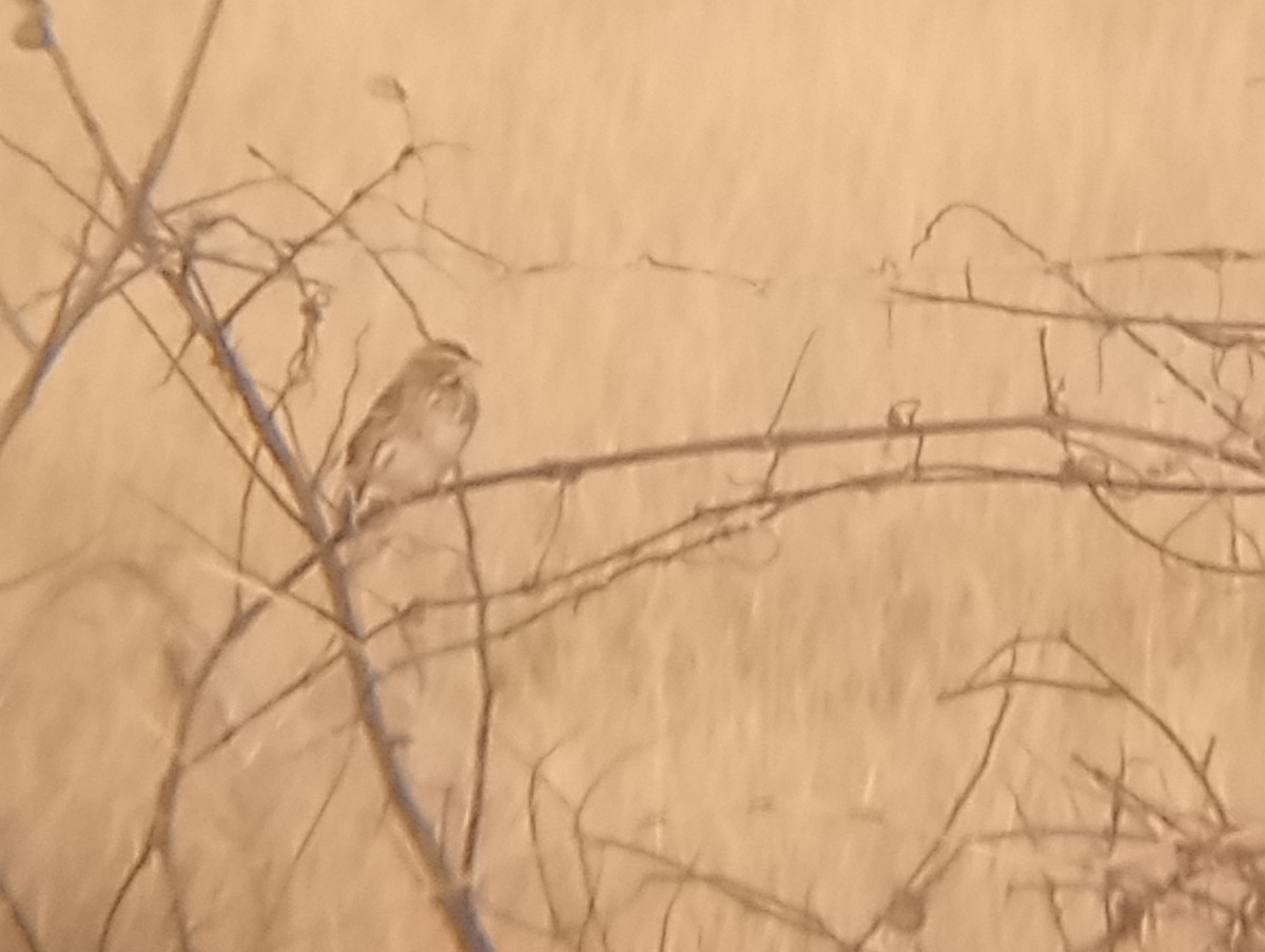 Savannah Sparrow - ML646363724