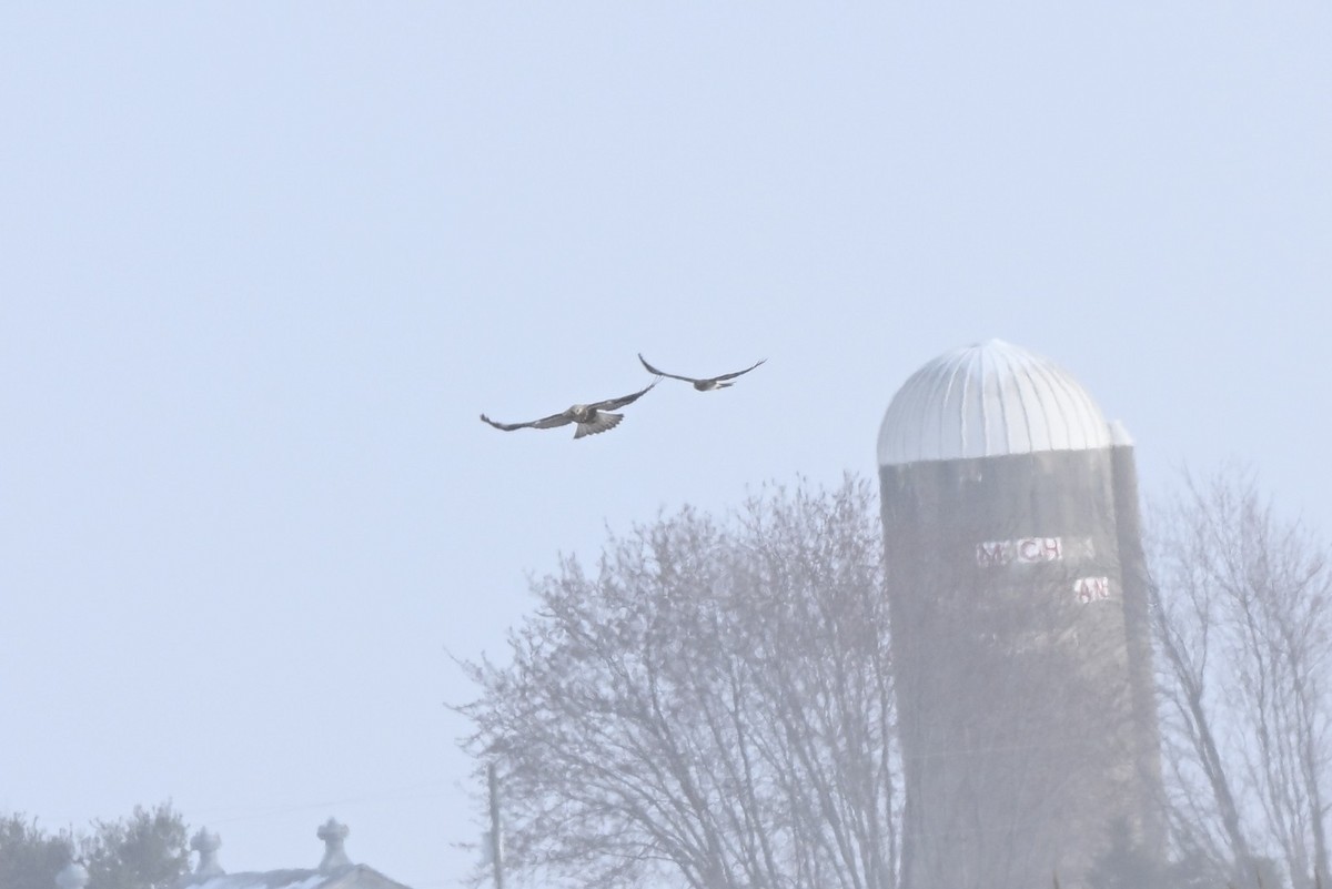 Northern Harrier - ML646363728