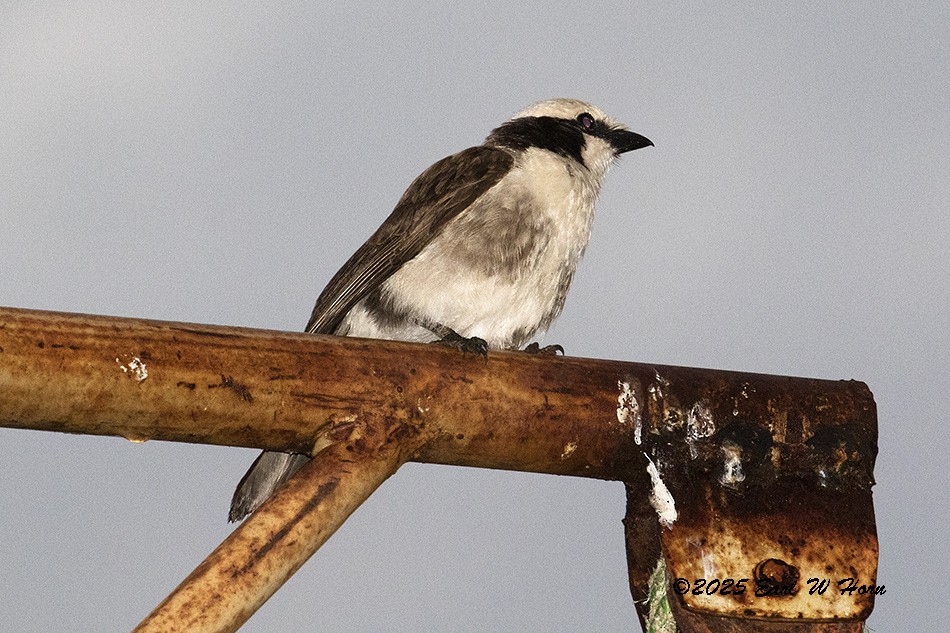 White-rumped Shrike - ML646363729
