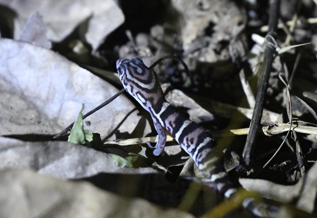 Yucatán Banded Gecko - ML646363733