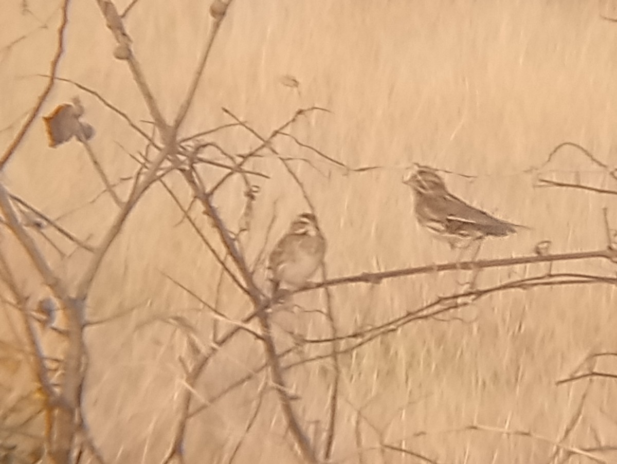 Savannah Sparrow - ML646363734