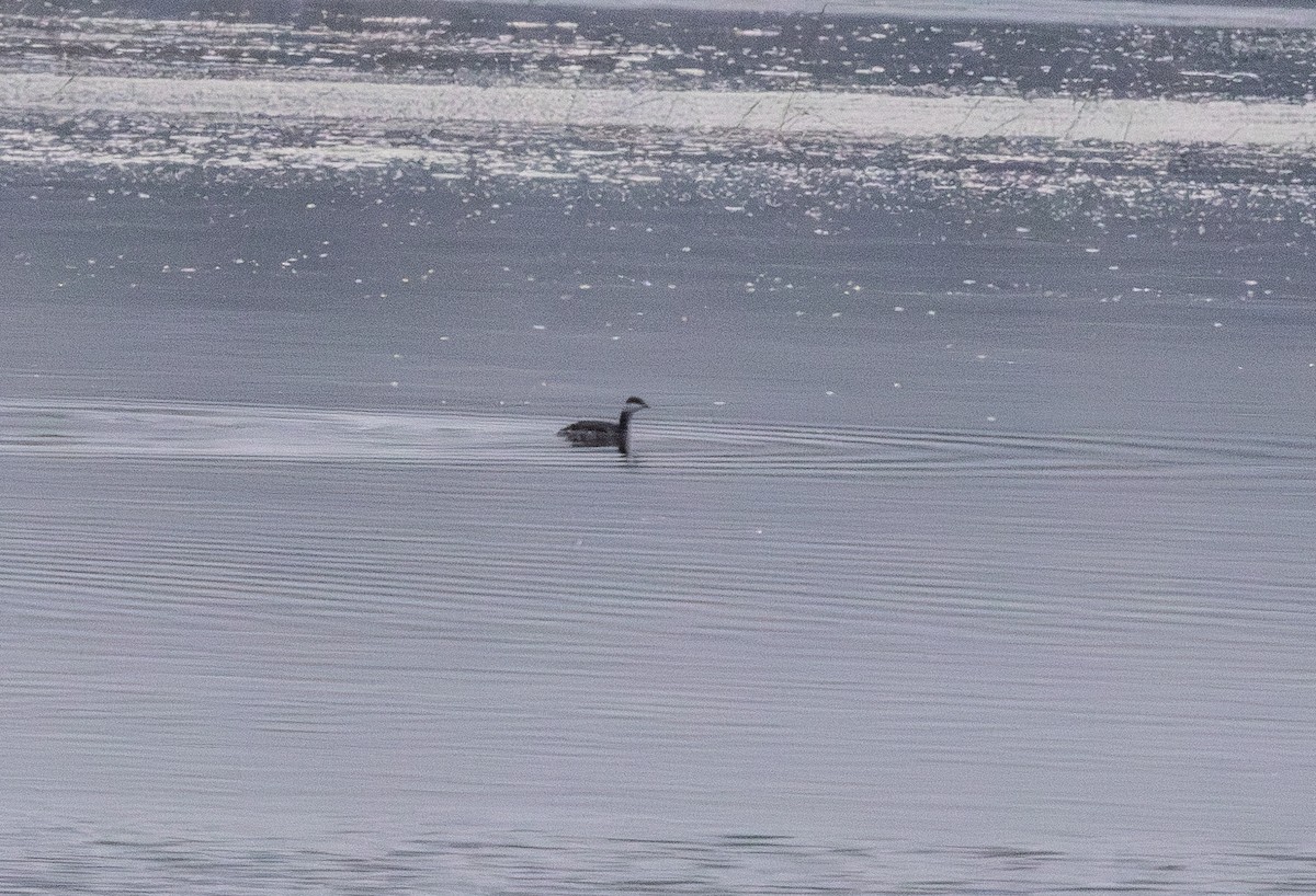 Txilinporta urrebelarria - ML646363736