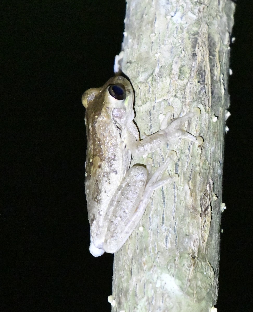 Mexican Smilisca - ML646363737