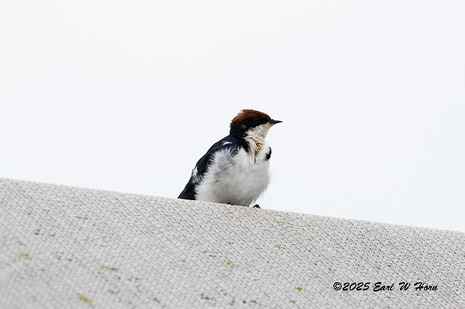 Wire-tailed Swallow - ML646363738