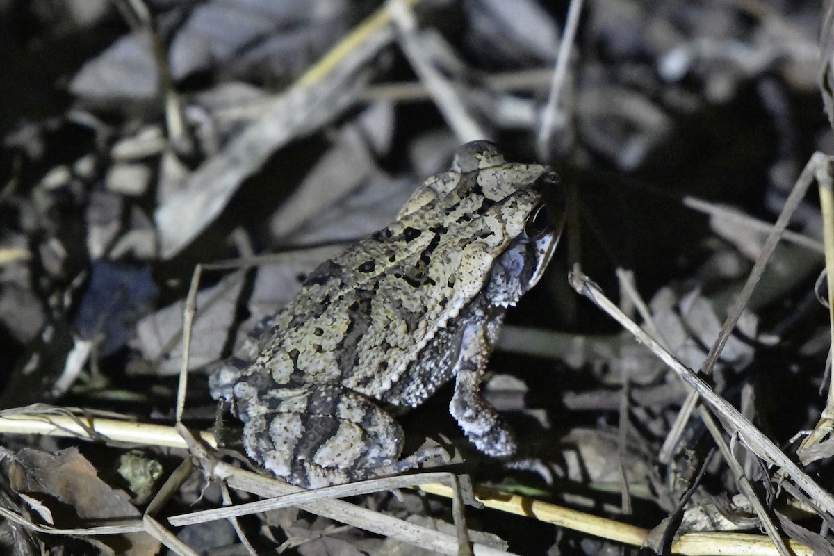 Central American Gulf Coast Toad - ML646363741