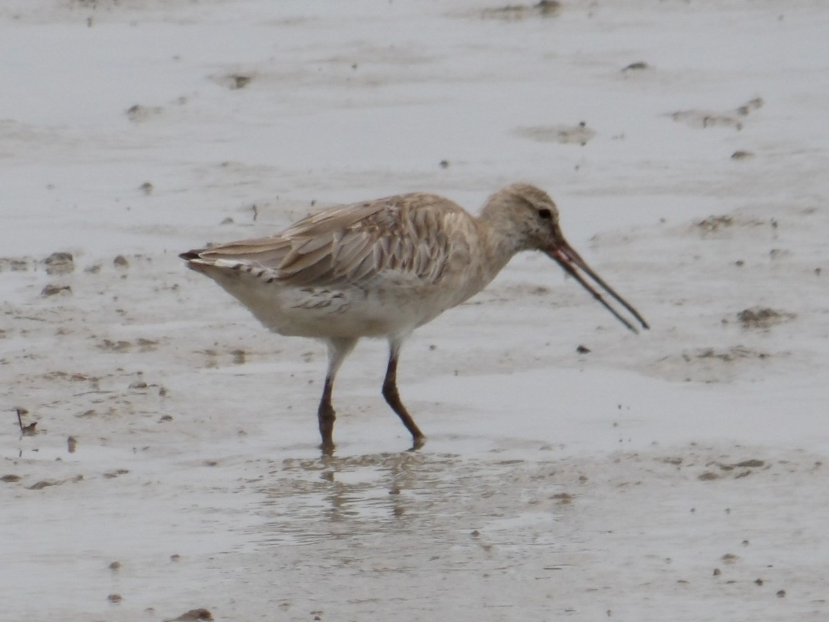 Bar-tailed Godwit - ML646363743