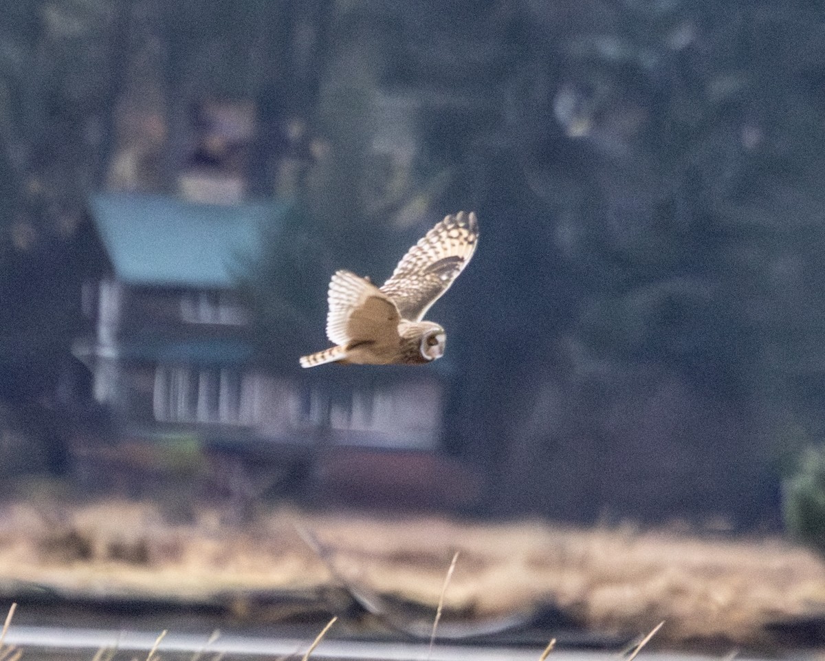 Zingira-hontza - ML646363748