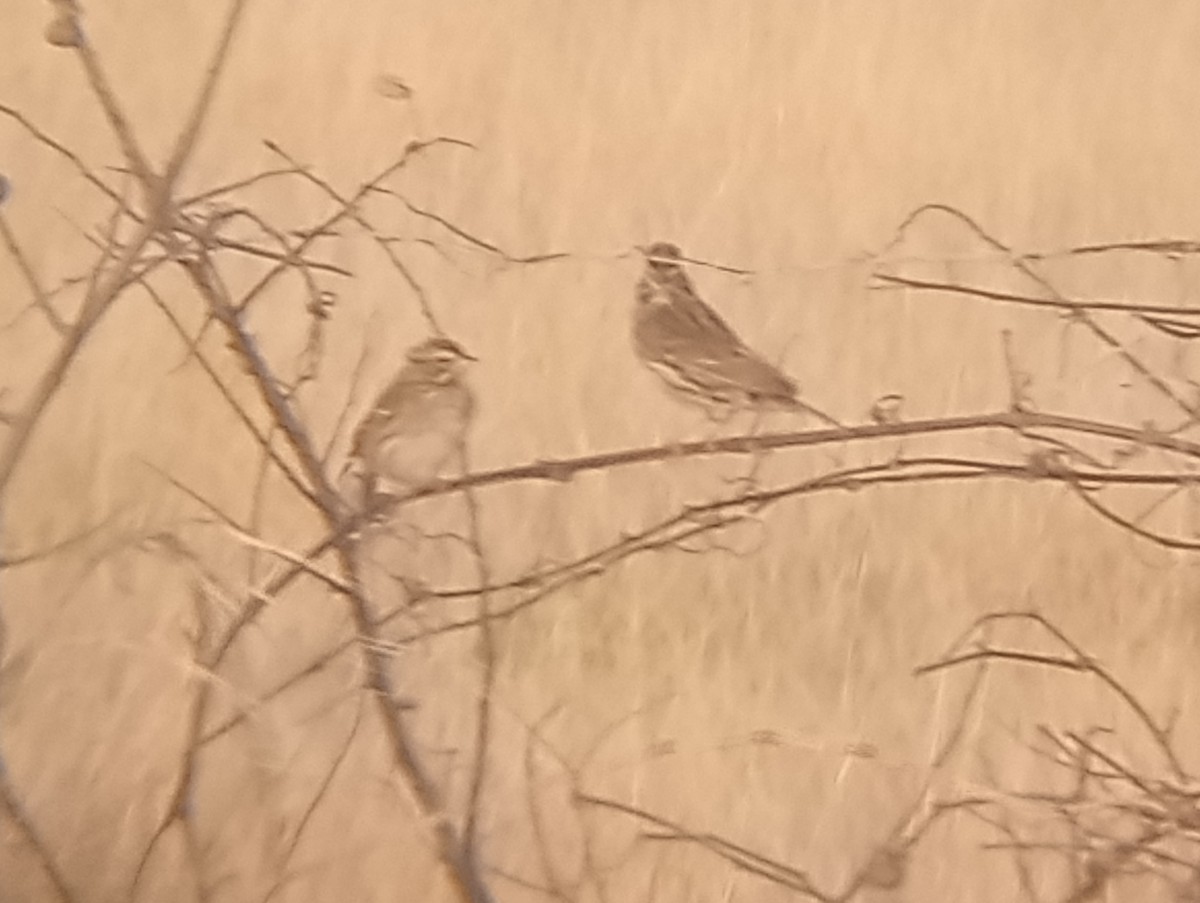 Savannah Sparrow - ML646363751