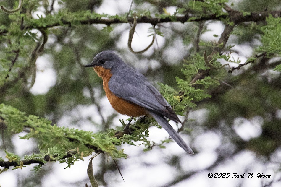 Silverbird - ML646363754