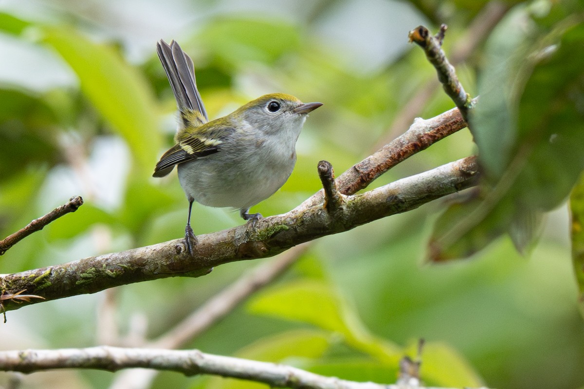 ワキチャアメリカムシクイ - ML646363759