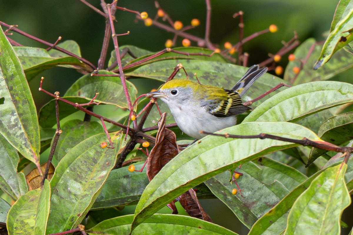 ワキチャアメリカムシクイ - ML646363760