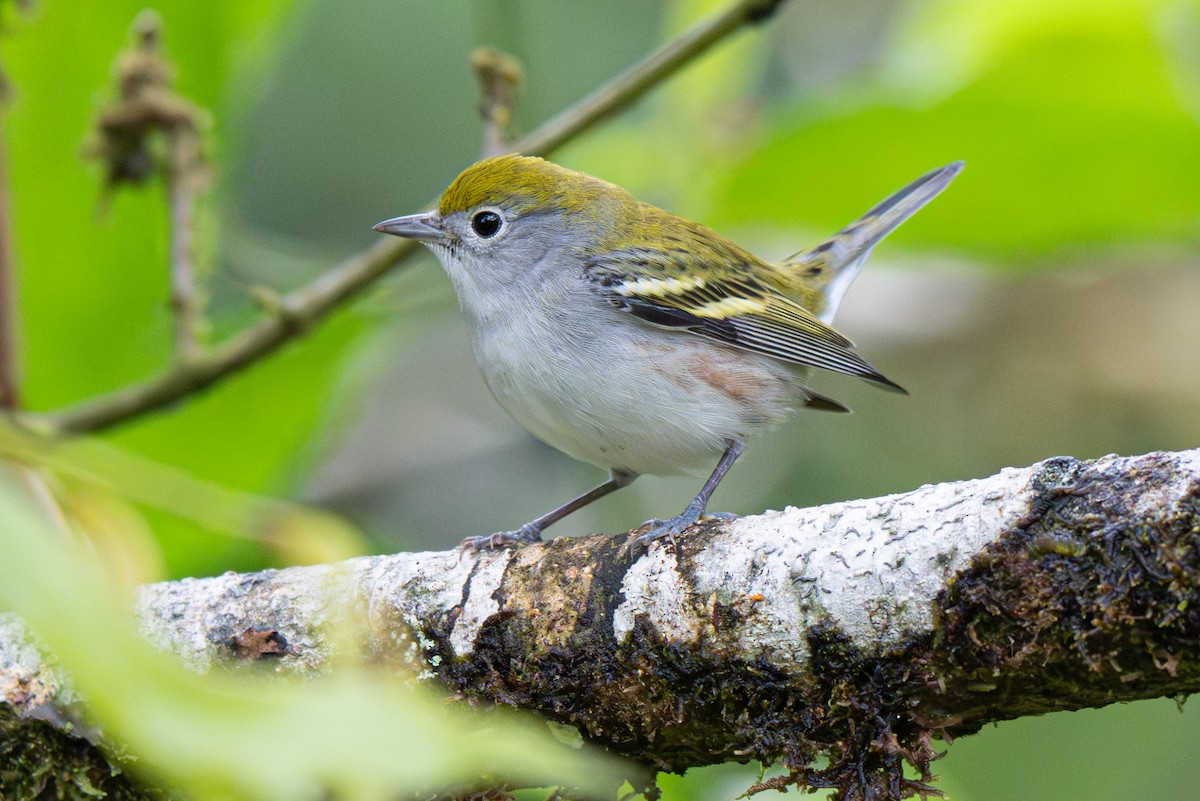 ワキチャアメリカムシクイ - ML646363761