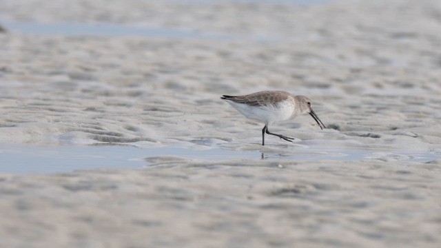 Piovanello pancianera - ML646363762