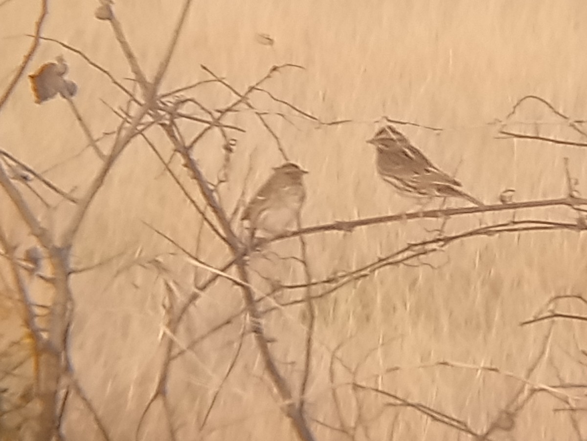 Savannah Sparrow - ML646363764