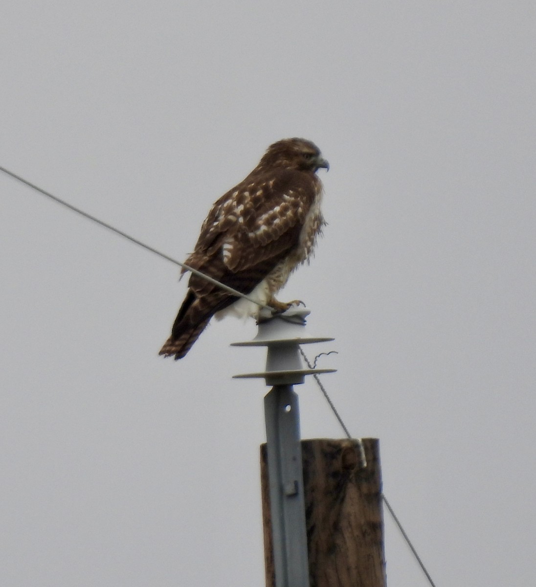 Red-tailed Hawk - ML646363767