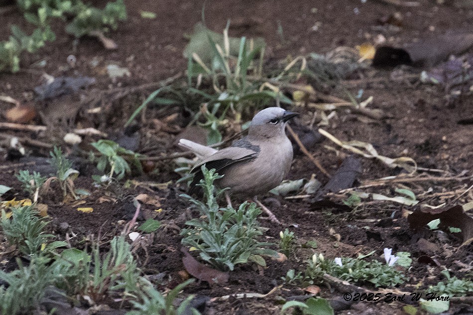 Громадник сіроголовий - ML646363772