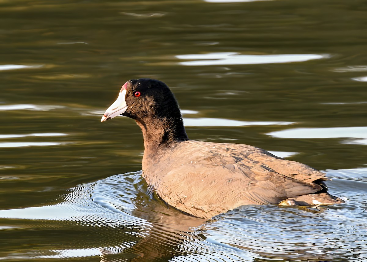 Лиска американська - ML646363773