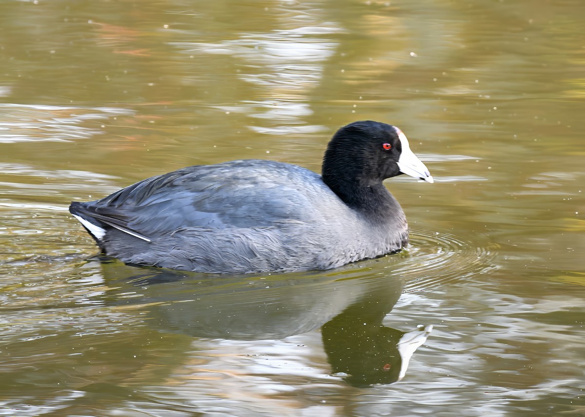 Лиска американська - ML646363774