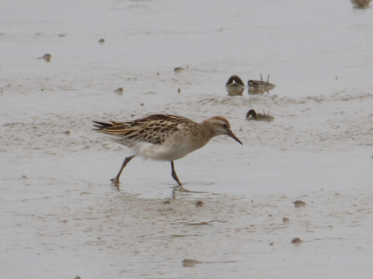 Sharp-tailed Sandpiper - ML646363778