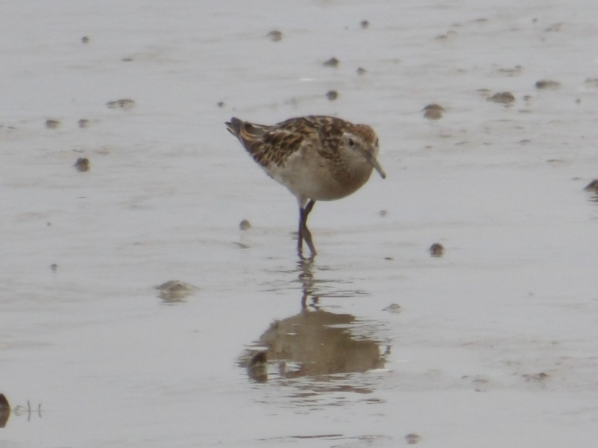 Sharp-tailed Sandpiper - ML646363779