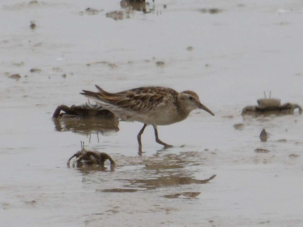 Sharp-tailed Sandpiper - ML646363780