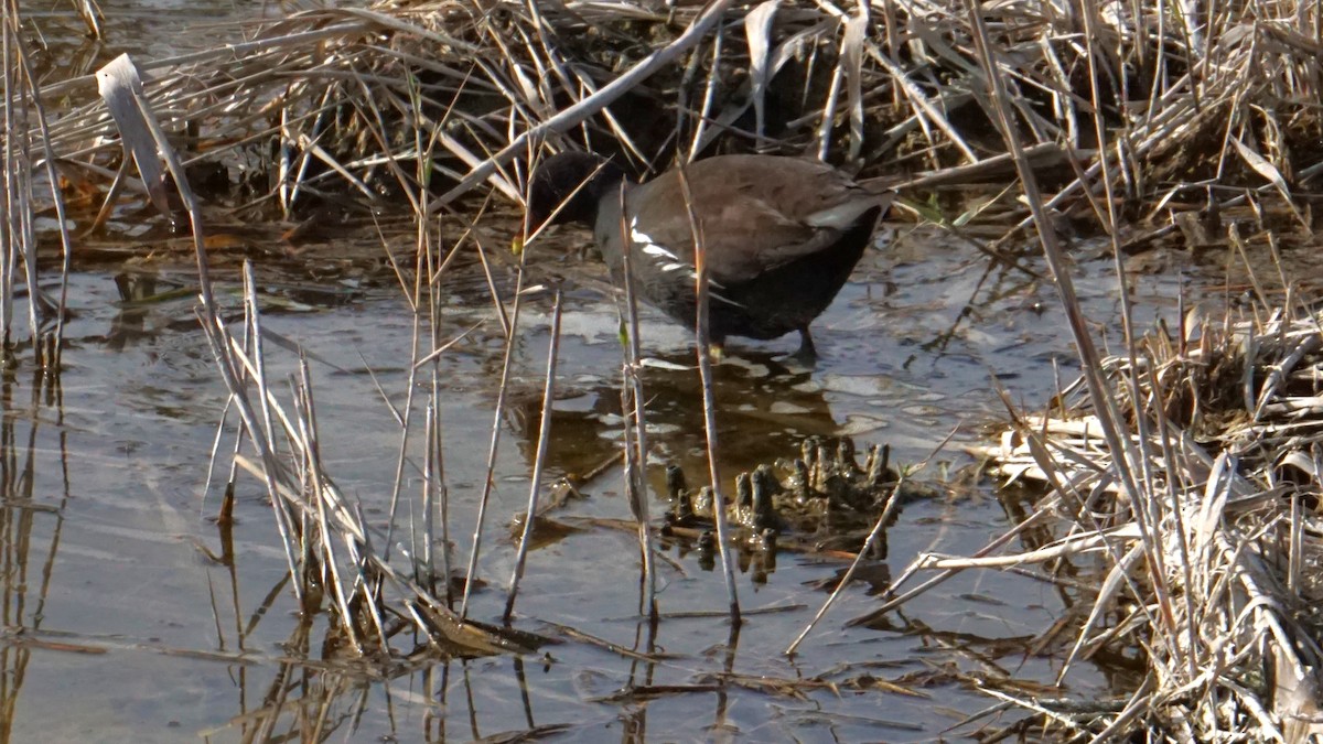 sivhøne - ML646363784