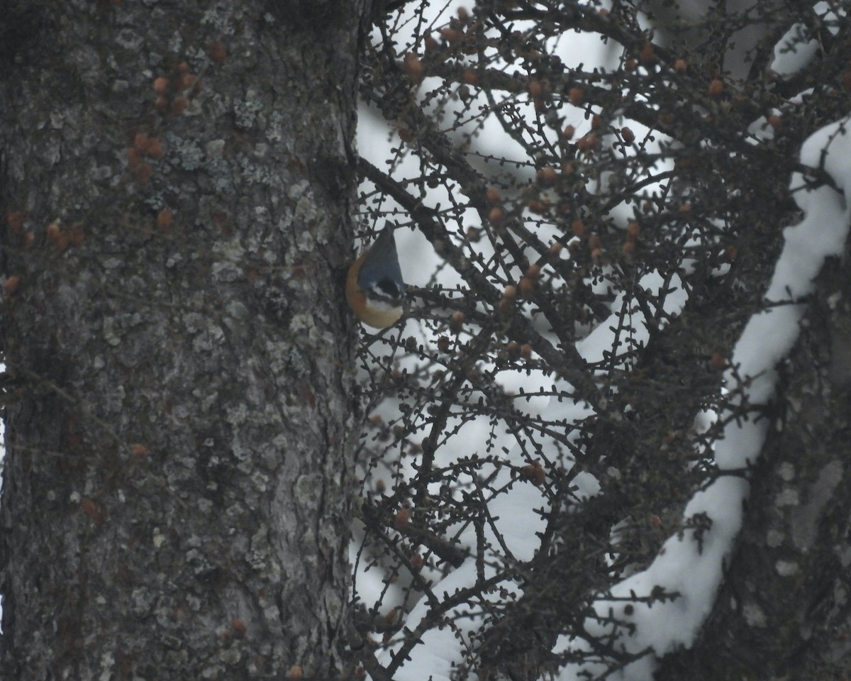 Red-breasted Nuthatch - ML646363792