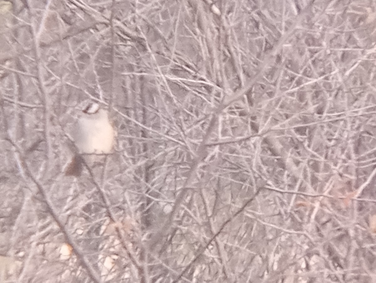 White-crowned Sparrow - ML646363794