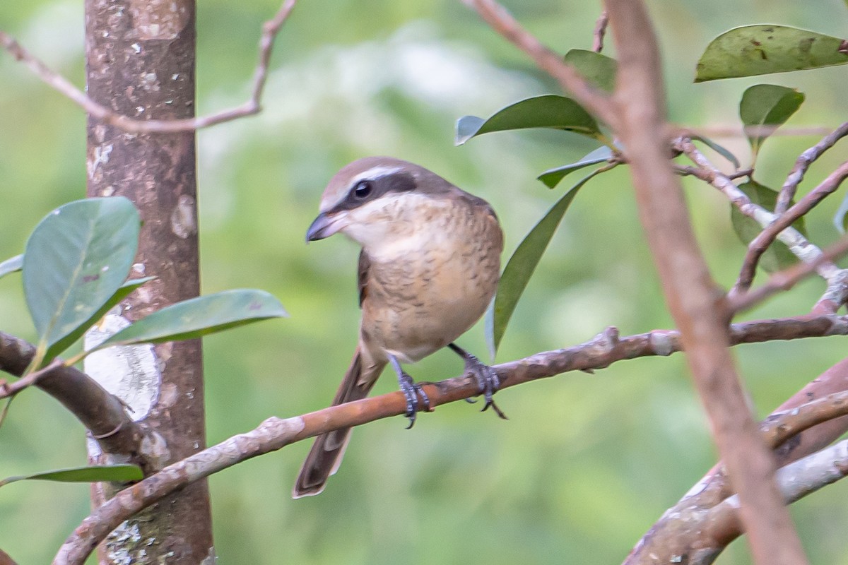 Brown Shrike - ML646363795