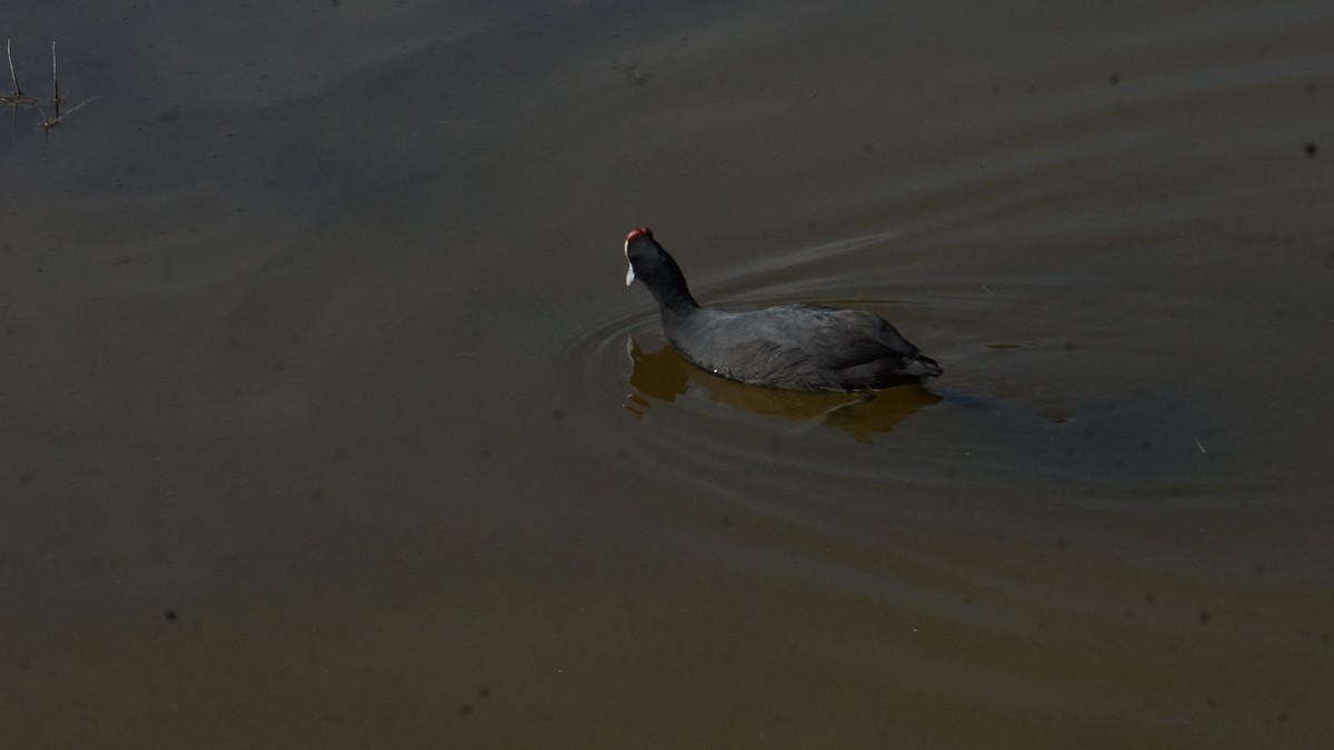 knoppsothøne - ML646363796