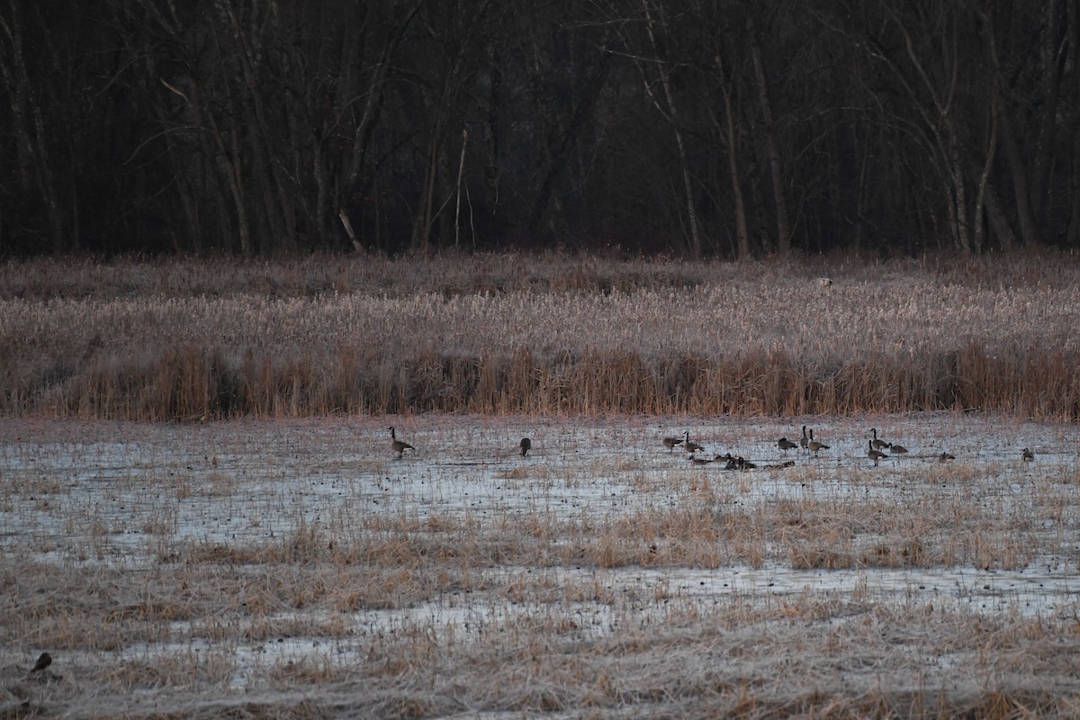 Bernache du Canada - ML646363801