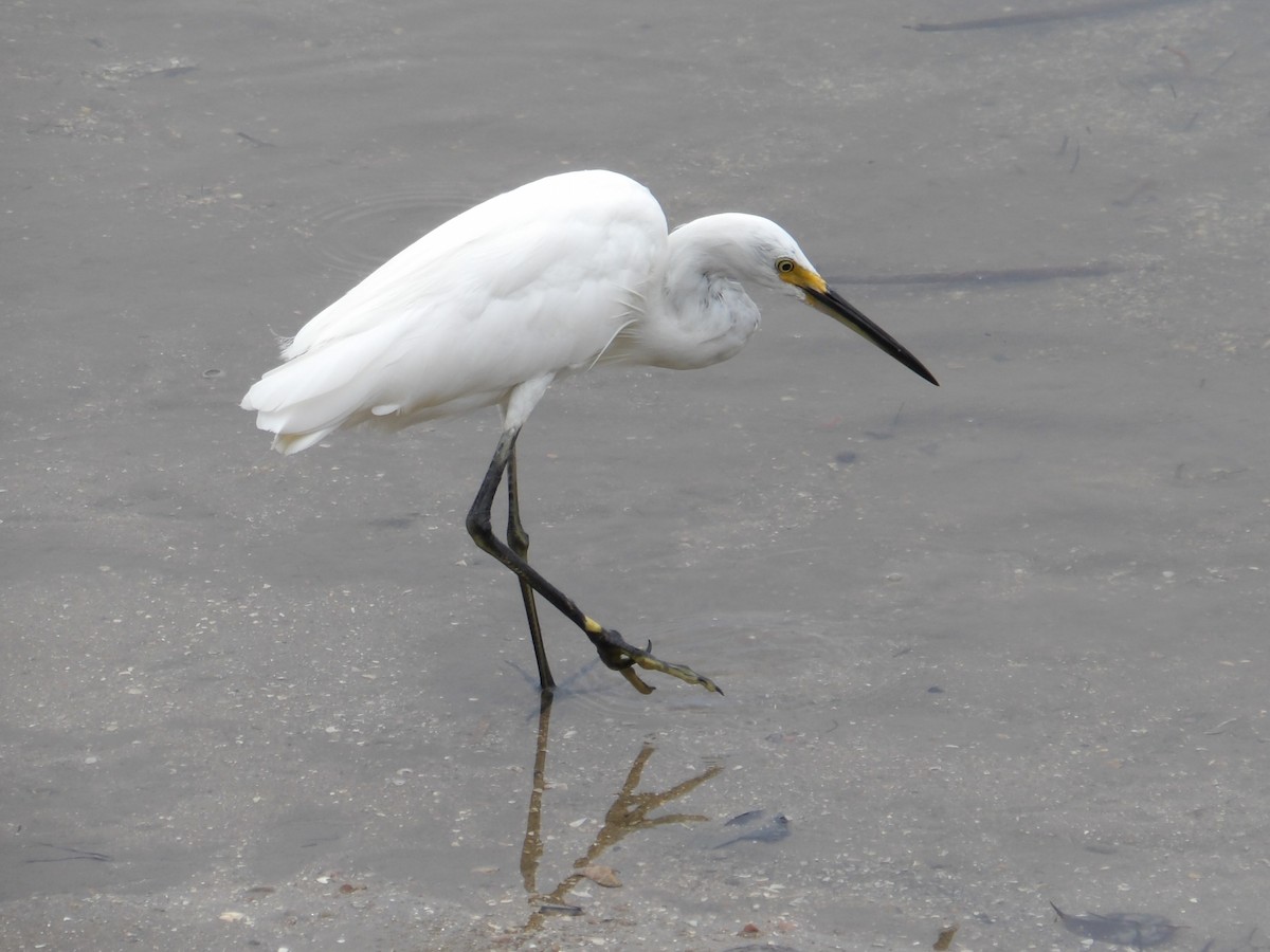 Little Egret - ML646363803