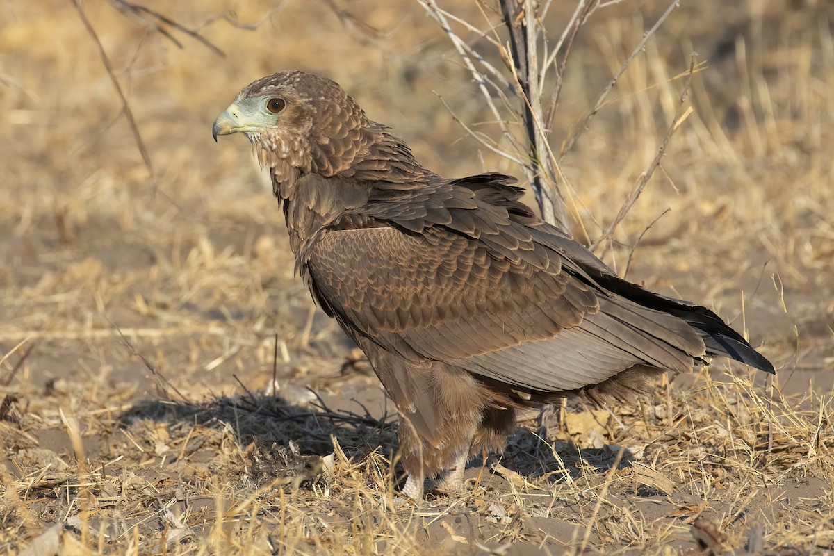 Bateleur - ML646363804