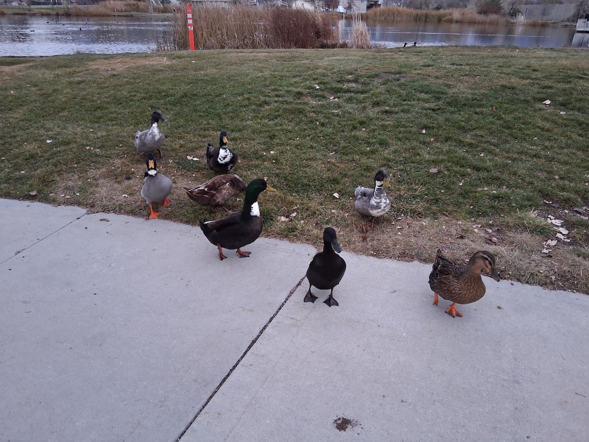 Mallard (Domestic type) - ML646363806