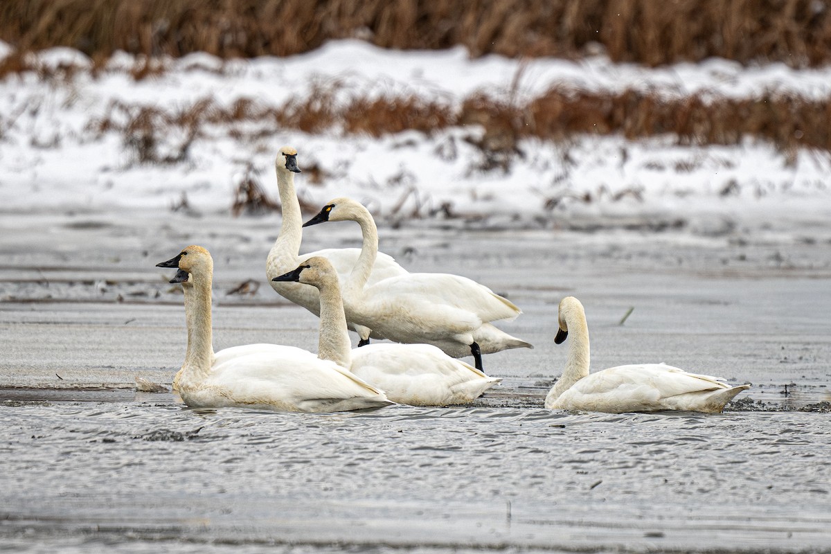Tundra Swan - ML646363807