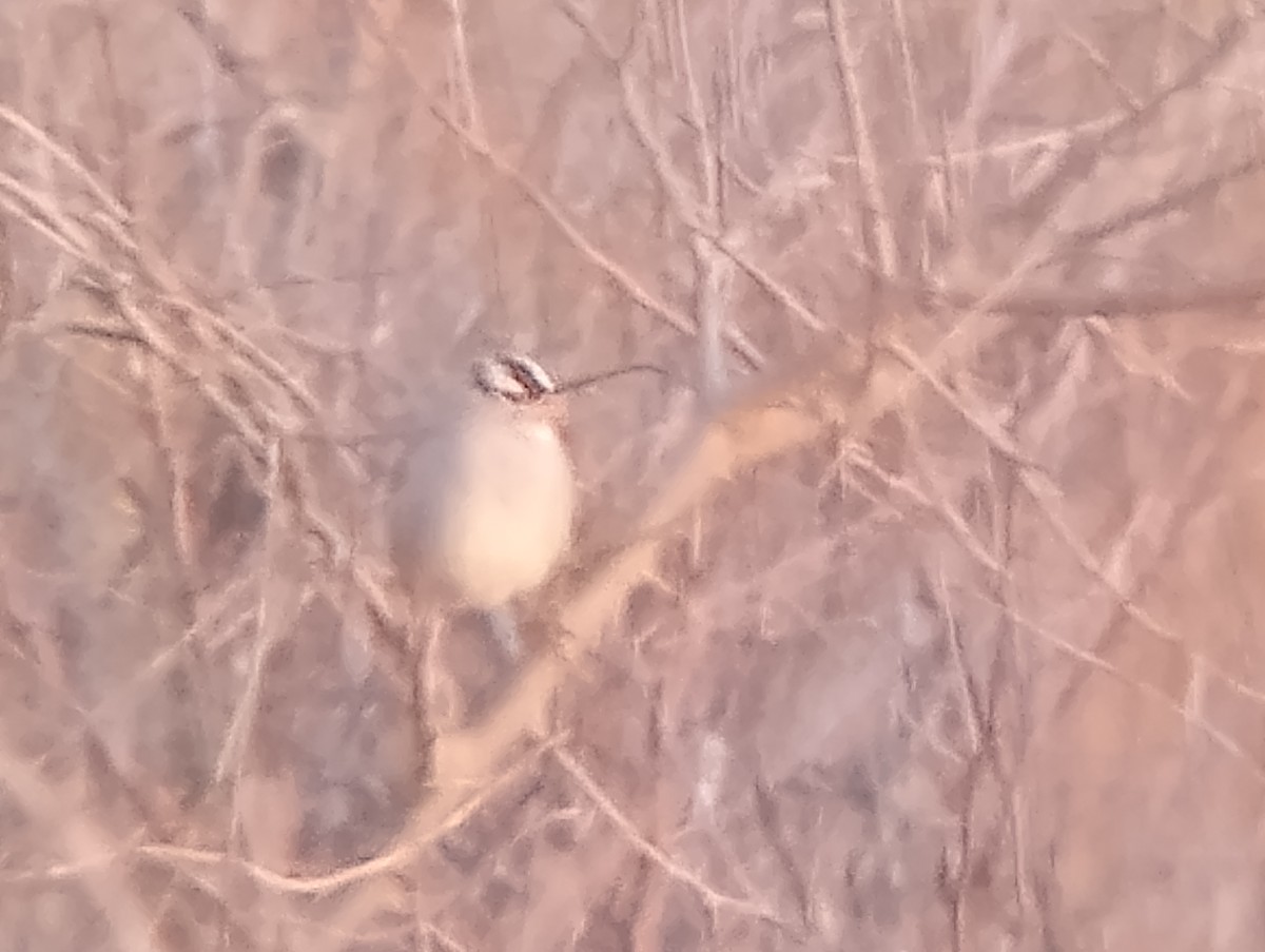White-crowned Sparrow - ML646363809