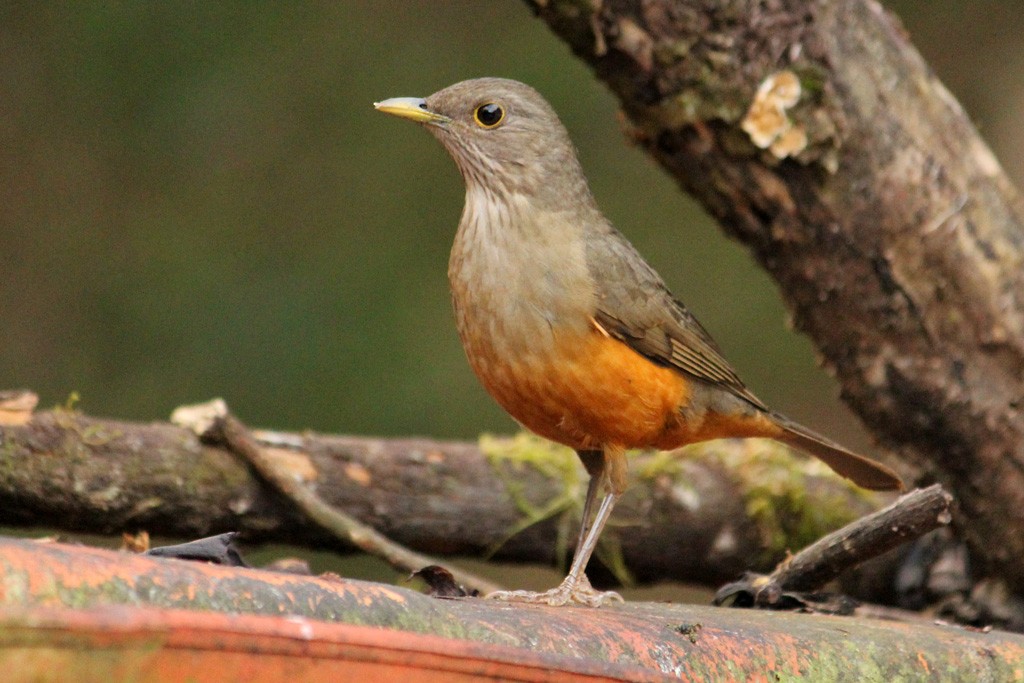 Rufous-bellied Thrush - ML64636381