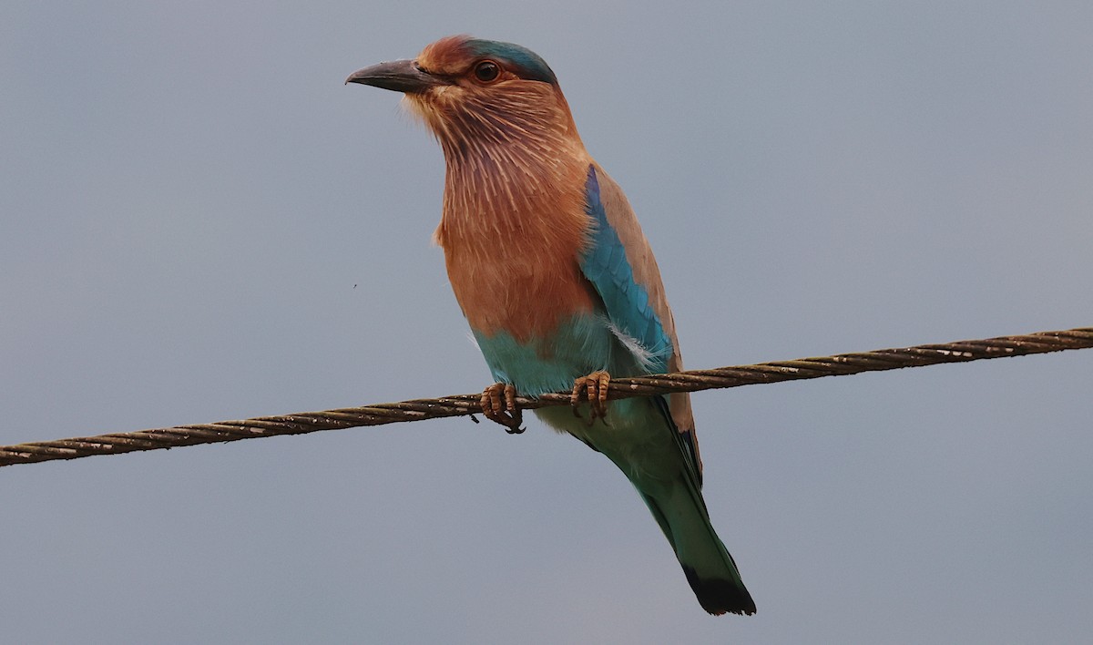 Indian Roller - ML646363810