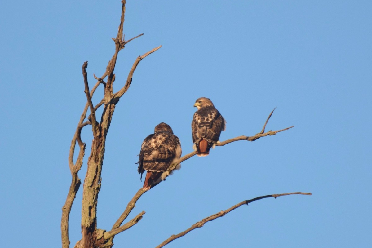 Red-tailed Hawk - ML646363811