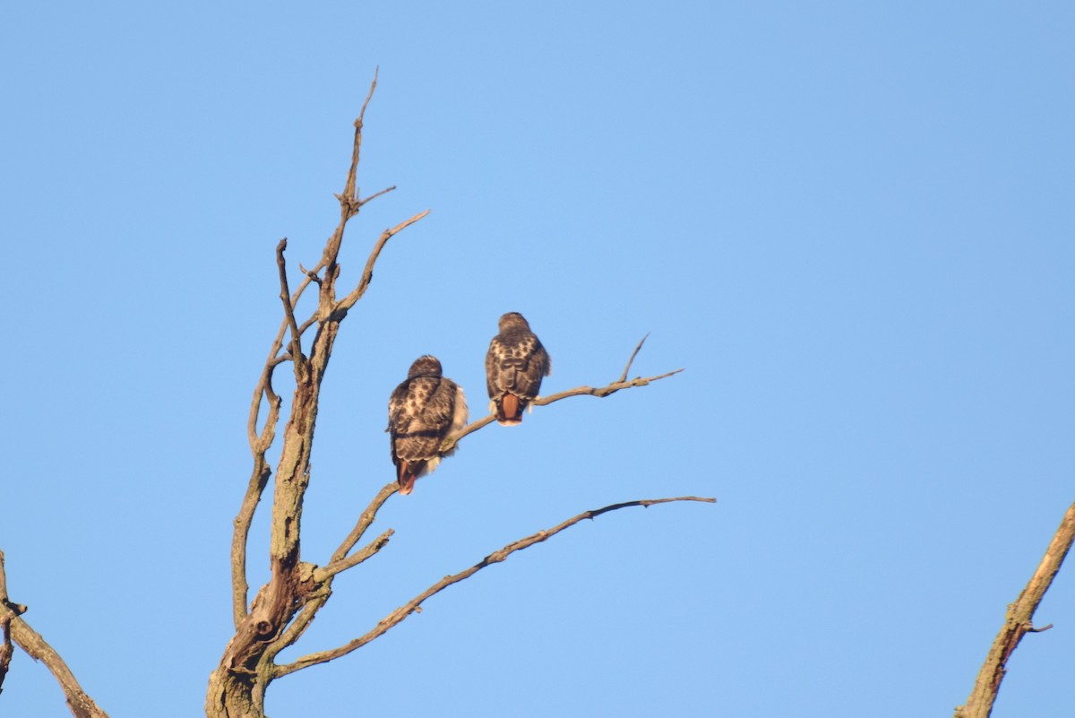 Red-tailed Hawk - ML646363812