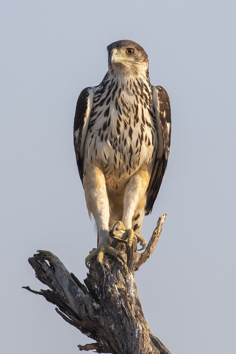 African Hawk-Eagle - ML646363814