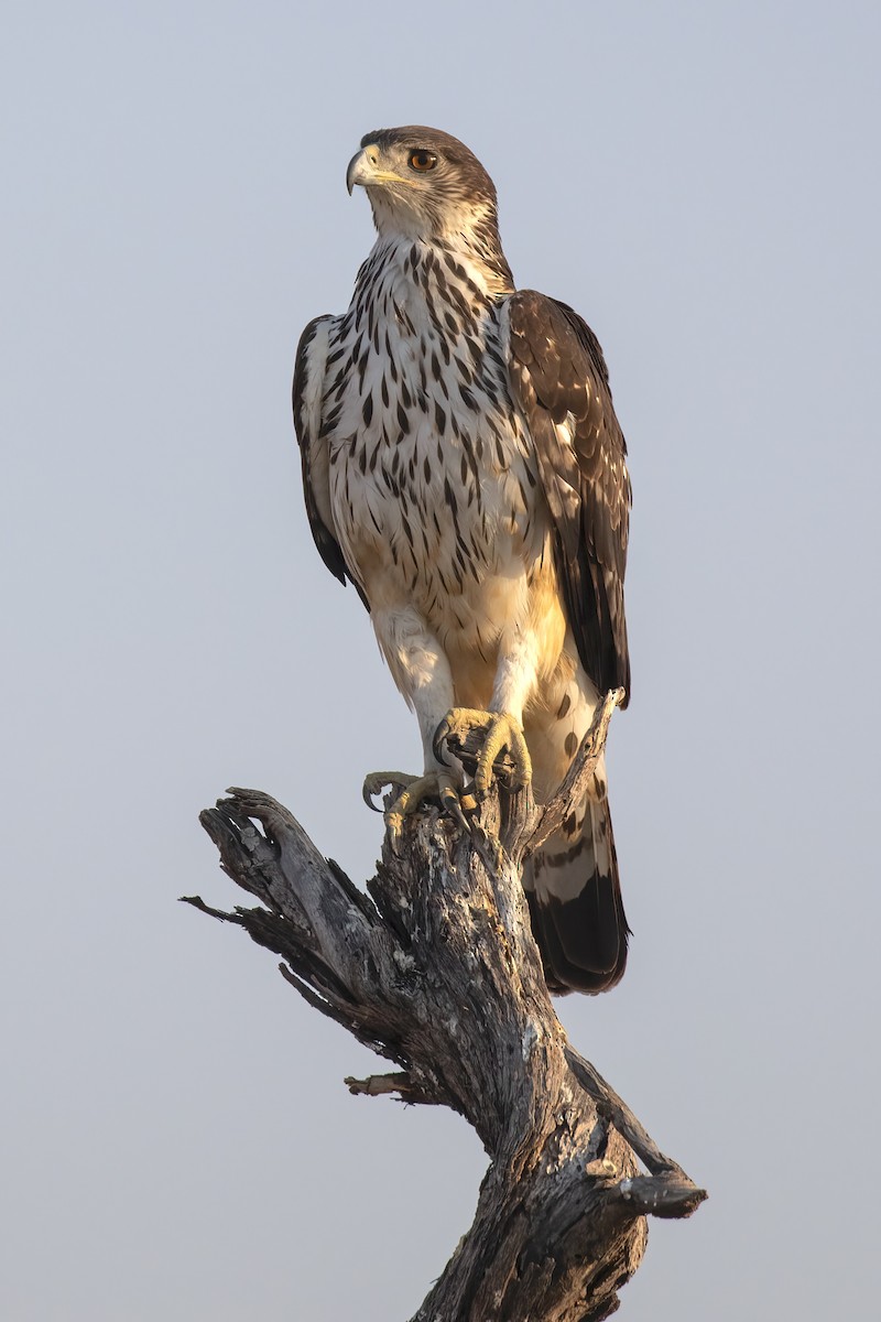 African Hawk-Eagle - ML646363815