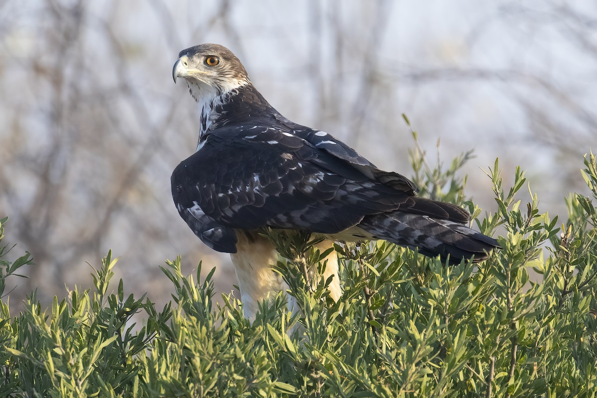 African Hawk-Eagle - ML646363816