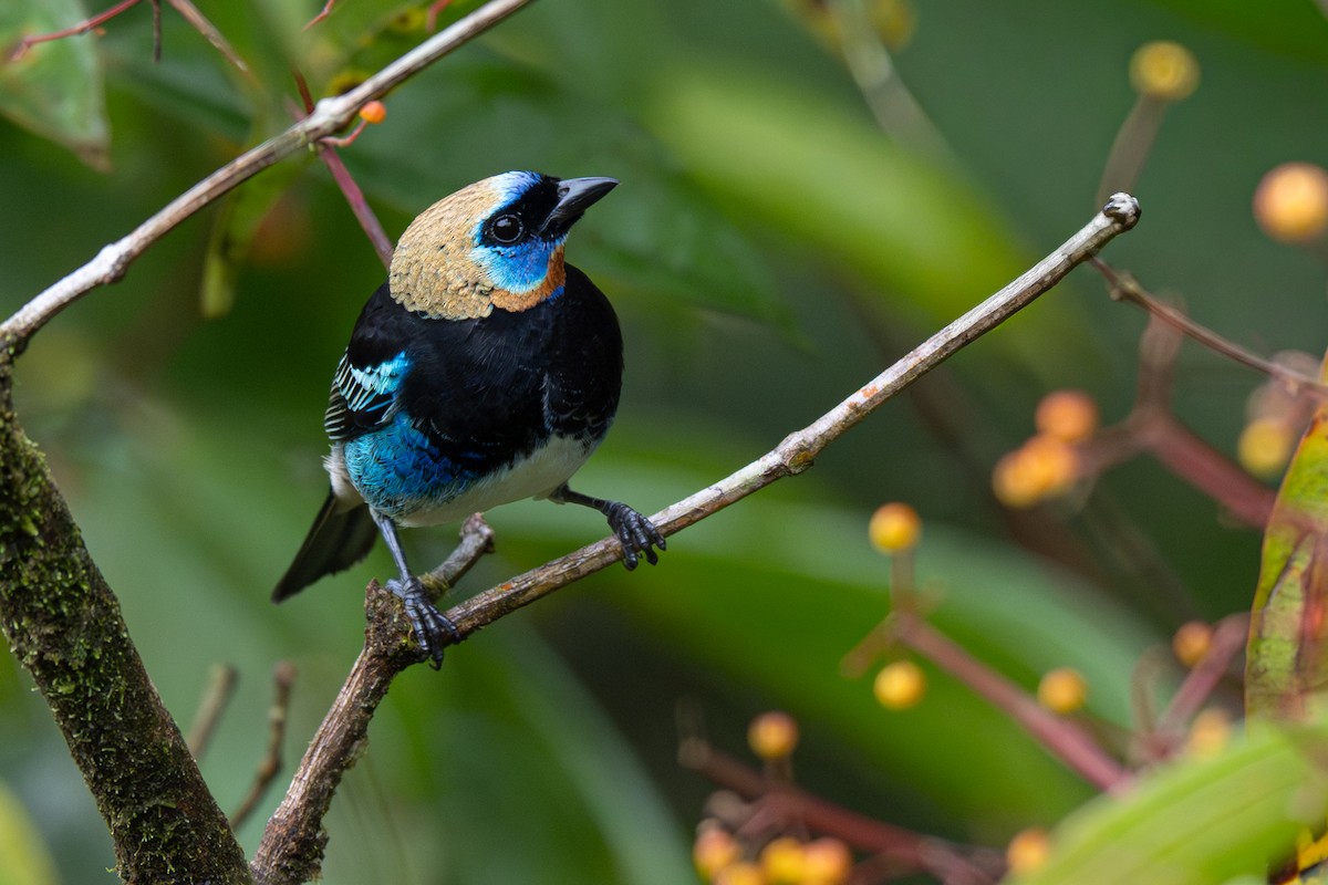 Golden-hooded Tanager - ML646363817