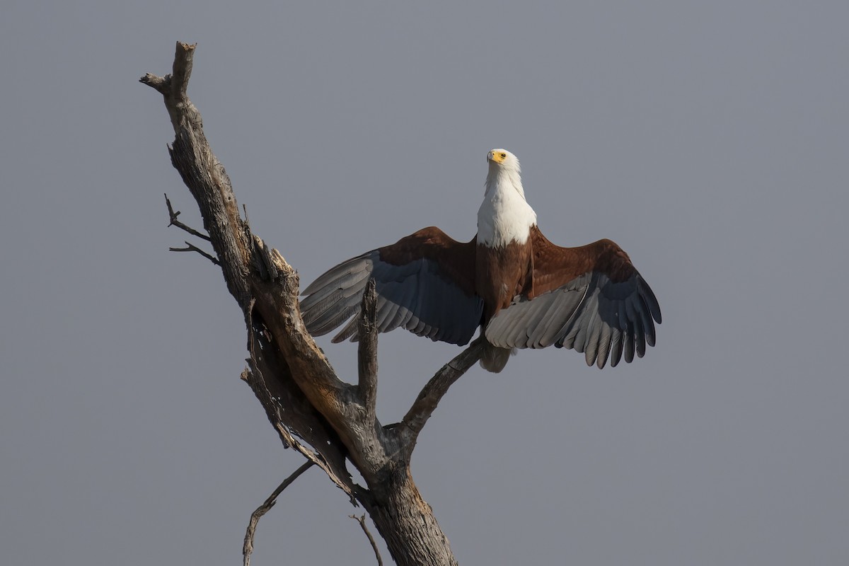 African Fish-Eagle - ML646363821