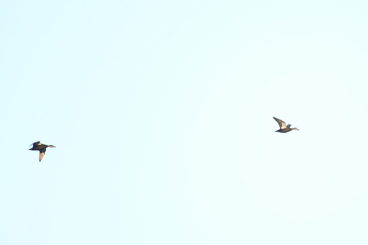 American Black Duck - ML646363822