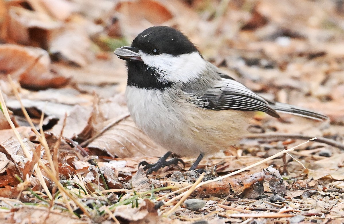 Гаїчка світлокрила - ML646363823