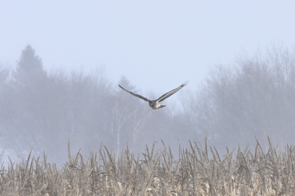 Northern Harrier - ML646363824